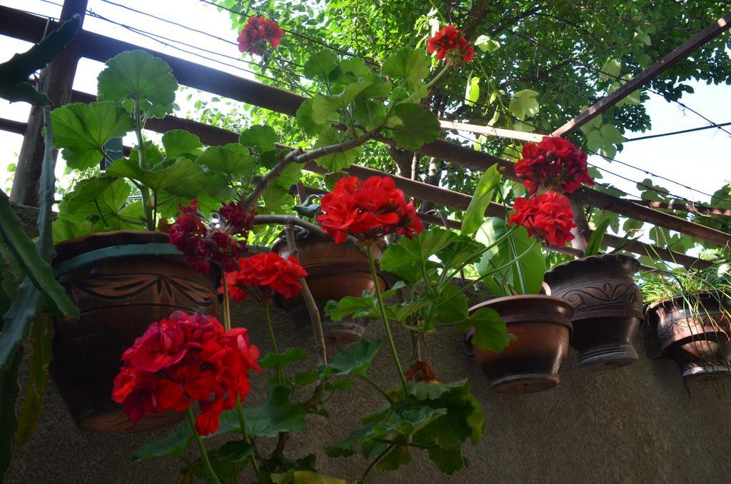Alex'S Cosy Guesthouse Tbilisi ภายนอก รูปภาพ